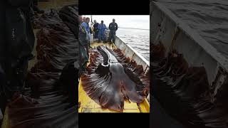 Giant Sea Monsters Caught by Fishermen 🐙🎣GiantSeaCreatures FishingDiscoveries OceanMysteries [upl. by Haimirej]