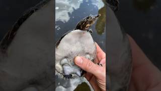 Softshell Turtles are COOL turtle softshellturtle wildlife [upl. by Bolen651]