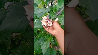 datura flowers houseplants youtubeshorts panditpradeepmishraji upay flowers panditpra [upl. by Zsa]