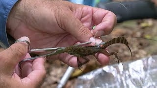 How Lizards Find Their Way Home  HHMI BioInteractive Video [upl. by Fezoj58]