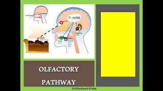 OLFACTORY PATHWAY [upl. by Burnsed301]