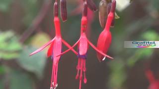 Chilco Fuchsia Magellanica [upl. by Keenan696]