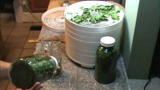 How to Dehydrate Spinach Video 38 [upl. by Maclaine]