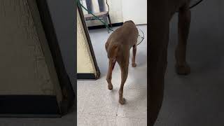 Injured Dobie walking  Pretty [upl. by Herv]