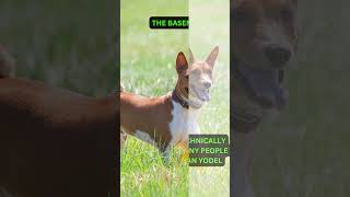 THE BASENJI BARKLESS DOG [upl. by Melva]