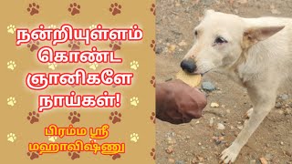 Love each and every Soul  Food Feeding for Street Dogs [upl. by Aehtla153]