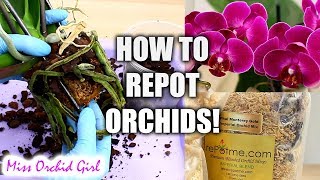 Orchid Care for Beginners  How to repot Phalaenopsis Orchids [upl. by Novihc]