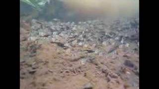 Corydoras in the Amazon [upl. by Petit]