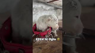 💎🧿💯🔥🐺⭐️ akbaş akbash akbaşçobanköpeği akbashdog akbashshepherdog akbashpuppies [upl. by Llehsyt258]