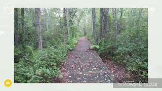 Belleplain State Forest NJ Run  East Creek And Meisle Trail [upl. by Assiren]