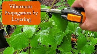 How to Propagate Viburnum by Layering Naturally [upl. by Domel]