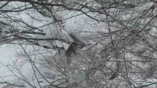 Japanese Macaques Travelling the Snow Mountain ニホンザルの排便と雪山登り [upl. by Eramal472]