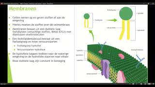 Klas 4 VWO Thema 1 Inleiding in de biologie basisstof 4 organellen deel 4 [upl. by Sato471]