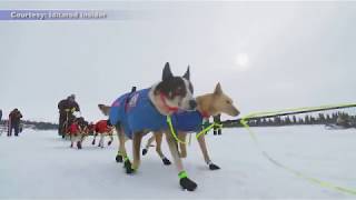 Iditarod 2018 Recap [upl. by Enar]