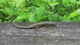 Lézard des murailles 21 05 2024 [upl. by Liuqa]