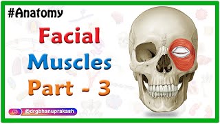 Facial muscles Anatomy animation Part 3  Orbital amp Nasal group [upl. by Yruama]