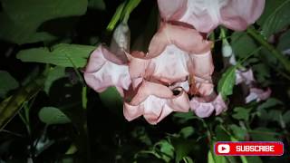 Brugmansia Night Time Flower Tour [upl. by Adnical]