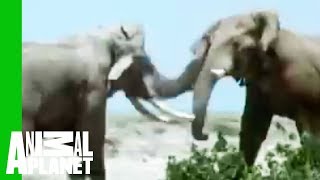 Elephant vs Rhino  Animal FaceOff [upl. by Sumetra]