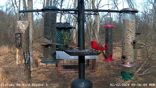 Goldencrowned kinglet feeding on suet on the log feeder  PA Bird Feeder 1 Cam  2122024 [upl. by Cristie]