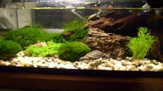 My Terrarium And Aquarium Just Listen To The Beautiful Relaxing Music [upl. by Kammerer]