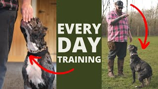 5 Dog Training Exercises You Should Do EVERY DAY At Home [upl. by Iegres]