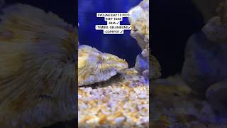 update Sycling Day 10 Pico REEF tank marinetank marinetank [upl. by Nirroc]