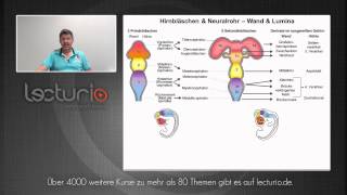 Zentrales Nervensystem  Hammerexamen  Dr med SteffenBoris Wirth bei Lecturio [upl. by Marguerie881]