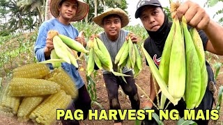 Unang Harvest ng Mais Nilagang mais Meryenda namin parang kailan lang [upl. by Shanna]