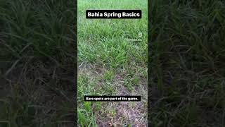 Bahia grass has to be supplemented diylawncare grass lawn lawncare bahiagrass gardeningtips [upl. by Amimej]