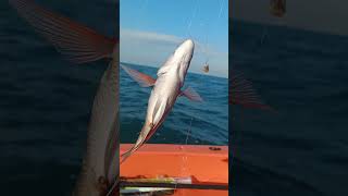 البحر الاحمر Red seafishing redsea sun sea relax vibes [upl. by Hallie]