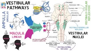 INSTANT NEURO  Vestibular Pathways [upl. by Nas]