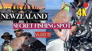 Fishing in Auckland whaleDolphins and snappers 4k [upl. by Ativahs]