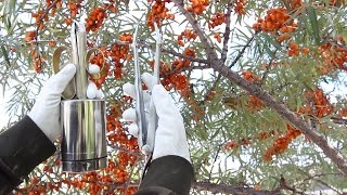 Sea Buckthorn Облепиха Sanddorn Berry Harvesting Tools [upl. by Hseyaj]