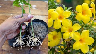 Easy method to propagate any plant from cuttings  How to grow allamanda plant [upl. by Ehman507]