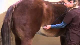 How to Assess A Horses Gut or Intestinal Sounds [upl. by Liddie]