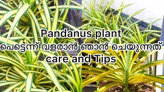 How to easily grow pandanus plant💯spider spider plant tipsampcare [upl. by Eirlav812]