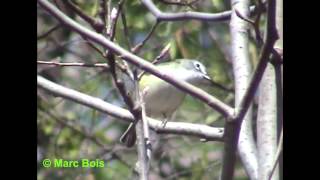 Viréo à tête bleueBlueheaded Vireo [upl. by Ynaitirb]