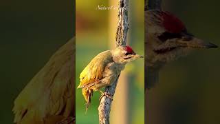 Greyheaded woodpecker nature shorts [upl. by Olzsal]