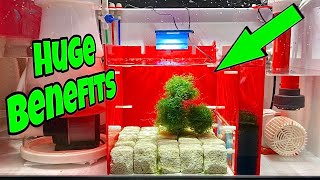 IN SUMP REFUGIUM Setup FOR SALTWATER AQUARIUM STUNNING [upl. by Nai714]