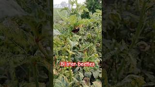 BlisterBeetle📿produce cantharidin [upl. by Fisch]