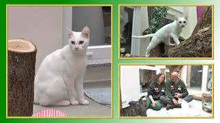 Katzenvermittlung  JuniJuli 2014 Tierheim Hannover TV [upl. by Amehsyt573]