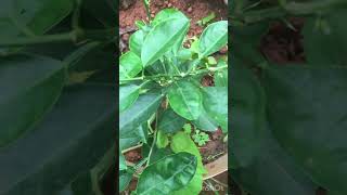 Who is thisgardentamizha gardenplants thamizhachigarden shorts [upl. by Ylliw]