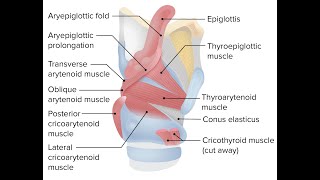 Mnemonics to remember the intrinsic muscles of larynx [upl. by Saied]