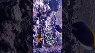 🐟 IndoPacific Ocean Coral Reef Aquarium  Akwarium Gdyńskie poland [upl. by Nauq]