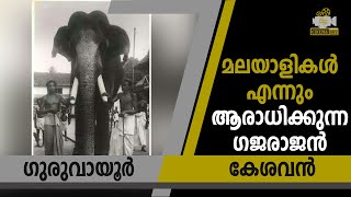 കേരളത്തില്‍ ഇതുപോലൊരു ആന ഉണ്ടായിട്ടേയില്ല I Guruvayoor Kesavan I anapremi elephent guruvayoor [upl. by Teyugn74]