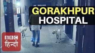 Gorakhpur Where childs are dying becuase of japanese encephalitis and apathy BBC Hindi [upl. by Aciria]