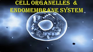 CELL ORGANELLES amp THE ENDOMEMBRANE SYSTEM [upl. by Hugon]