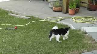 Cute cats jumping around  siaße katza sprengat da reng rom [upl. by Huskey38]