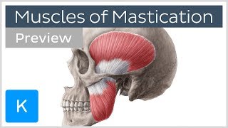 Muscles of mastication preview  Origin insertion functions  Human Anatomy  Kenhub [upl. by Erek]