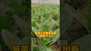 菠菜也可以多茬采收只需要这样做 农业种植 种植小技巧 关注我一起学种菜 自己种的纯天然的绿色蔬菜 菠菜种植 [upl. by Rephotsirhc266]